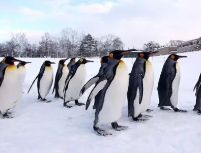 Пингвините усещат само солено и сладко