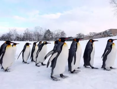 Пингвини подложени на сексуален тормоз от тюлени