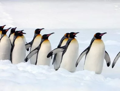 Нов щам на птичия грип е открит при пингвини в Антарктика