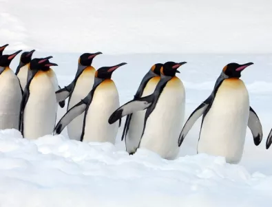 Прародителите на пингвините са били гиганти