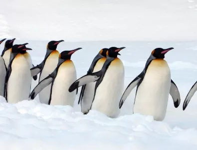 Индивидуалността на пингвините може да ги предпази от изчезване