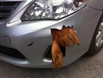 Кола отнесе гламаво пиле, но няма да повярвате какво се случило с животното!