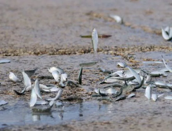 МОСВ: Заради горещината има мъртва риба в река Тополовска