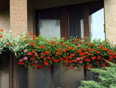 Цветна хармония на балкона: Какви цветя да засадите, за да цъфтят през цялото лято?