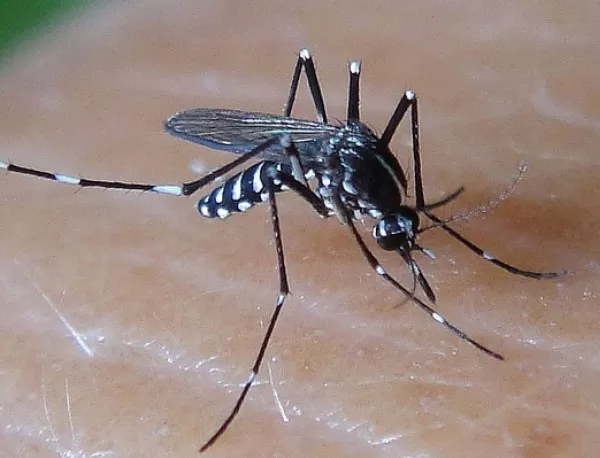 Натал, Форталеза и Ресифе - огнища на денга треска