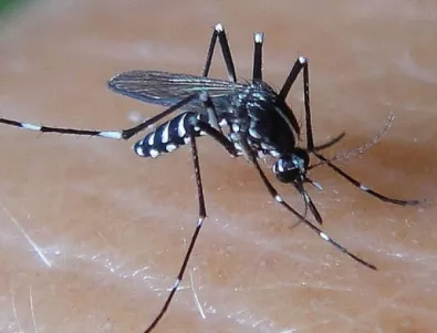 Продължават третиранията срещу кърлежи и комари в Ямбол