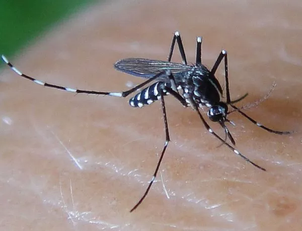 В Русенско ще броят и комарите
