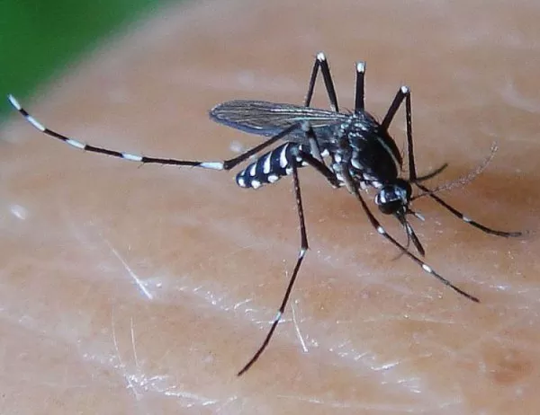 В бъдеще комарите ще помагат за залавяне на престъпници