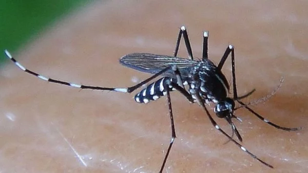 В бъдеще комарите ще помагат за залавяне на престъпници