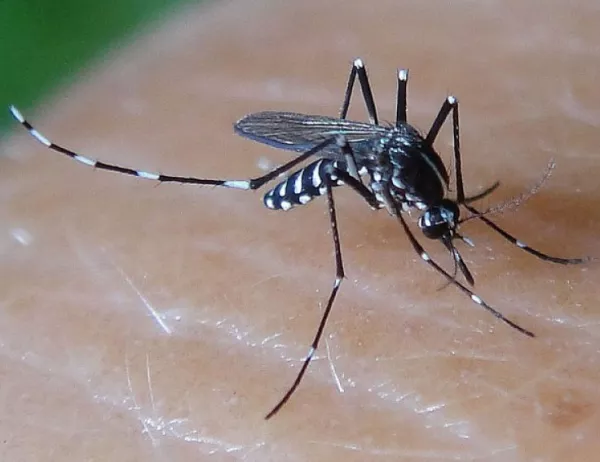 Броенето на комарите по Дунав и още 9 обществени поръчки със сериозни нарушения