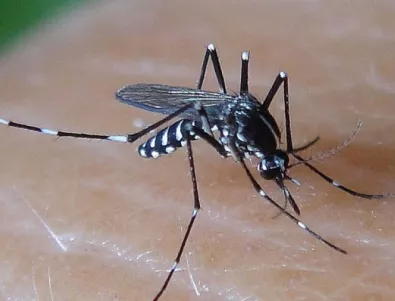 Смъртоносен вирус в Гърция - разпространяват го комари