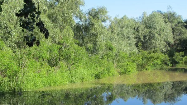 Виюнът и белите чапли се завърнаха в Алдомировското блато