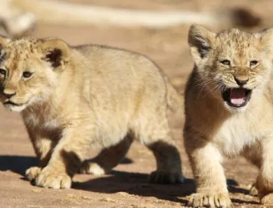 Новородените лъвчета във Варненския зоопарк все още не са кръстени