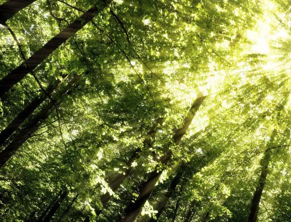 Екоминистерството забрани изсичане на дървета в парк "Пирин" 