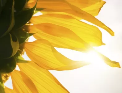Какви са ползите от слънчогледовите семки?