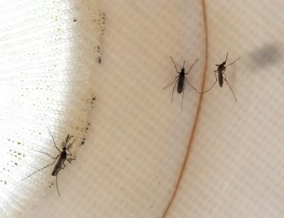 Този метод ще ви спаси от всички комари през лятото
