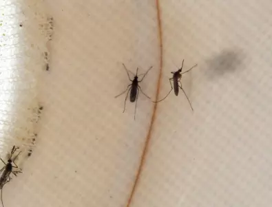 Знаете ли колко време живеят комарите?