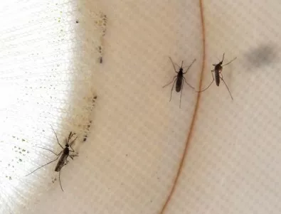 Положението с комарите в Дунавци е плачевно