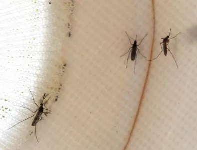 Пръскат за трети път срещу комари в София