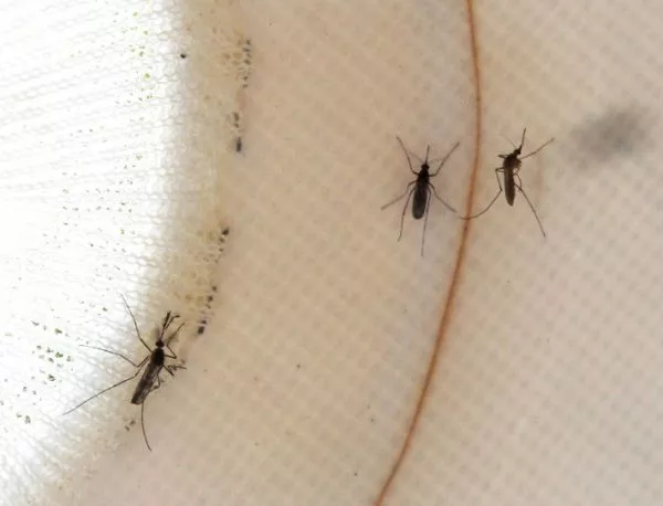 Започва тридневно пръскане от делтапланер срещу комари в Бургас‏