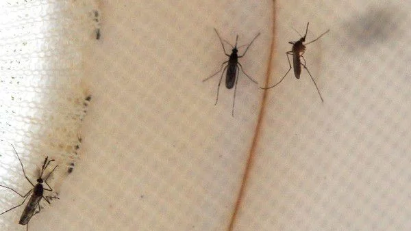 Пръскат против комари парковете в Бургас