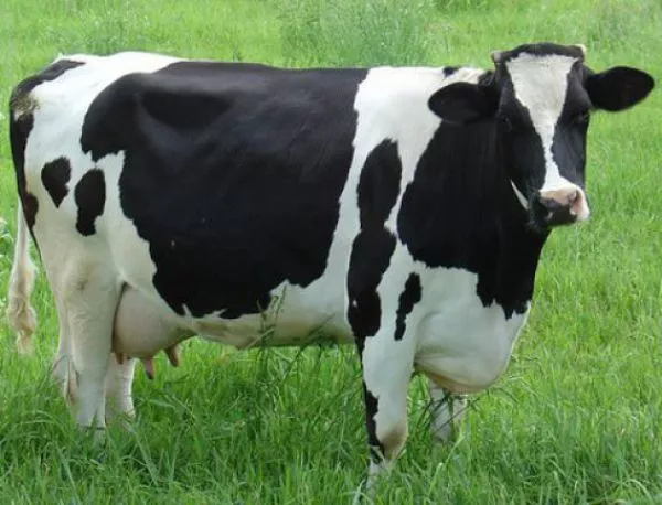 Една крава зарази половин България