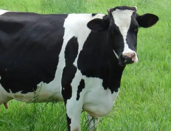 В Търговище унищожиха крава, заразена с антракс