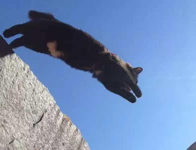 Котка-извъзнемно стана хит в  Instagram (СНИМКА)