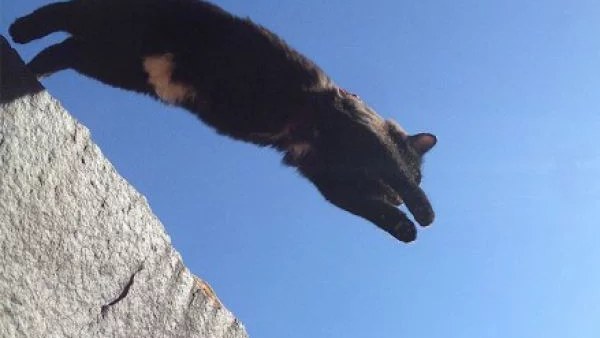 Котка-извъзнемно стана хит в  Instagram (СНИМКА)