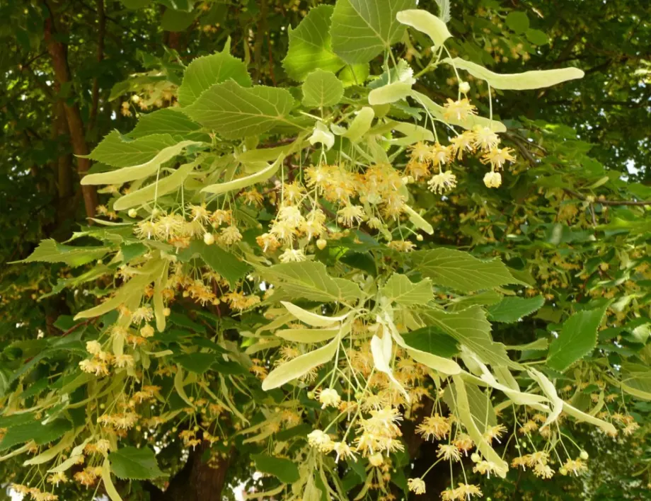 Тези растения гонят всяко зло от къщата