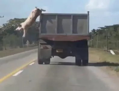 Храбро прасе скочи от камион, за да избегне ножа