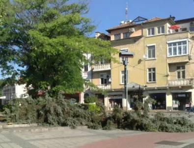 Паднали дървета и скъсани проводници след тежката буря в Пловдив