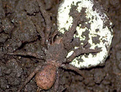 Нов вид паяк си прави броня от почва 
