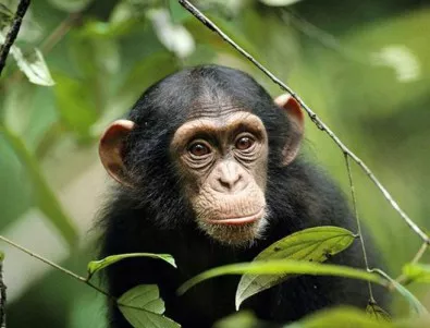Шимпанзетата обичат индийска и африканска музика, но не и поп