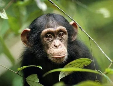 Съд отказа да признае шимпанзетата за личности