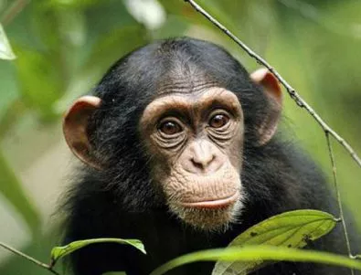 Ето защо не си приличаме с шимпанзетата