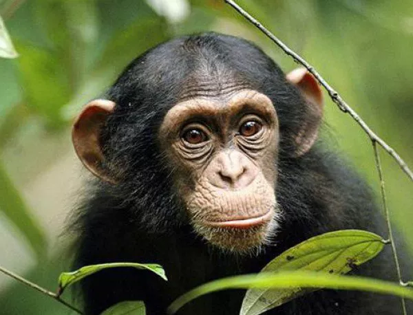 Бързият метаболизъм помогнал на човека да стане по-умен от маймуната