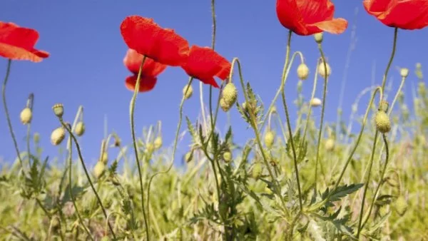 Прогноза за времето - 11 август (четвъртък)