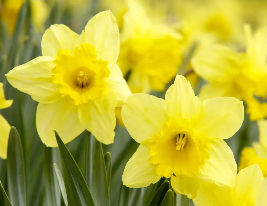 Кога да засадите нарциси, за да се радвате на цветовете им през пролетта?