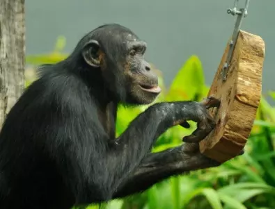 Вижте природното лекарство, което шимпанзетата са изобретили за раните си.