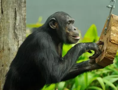 В шведска зоологическа градина застреляха три бягащи шимпанзета  