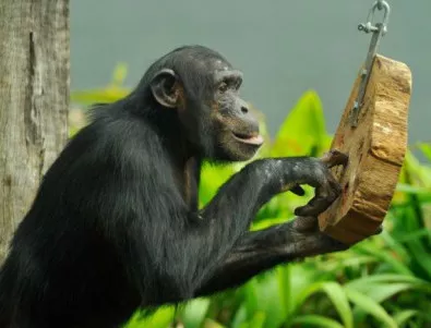 Разкриха какво означават жестовете на шимпанзетата 