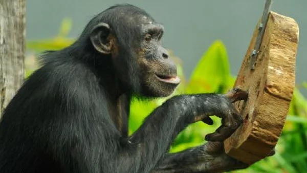 Искат човешки права за шимпанзетата