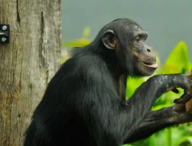Съд в Ню Йорк ще реши дали шимпанзетата Томи и Кико са личности