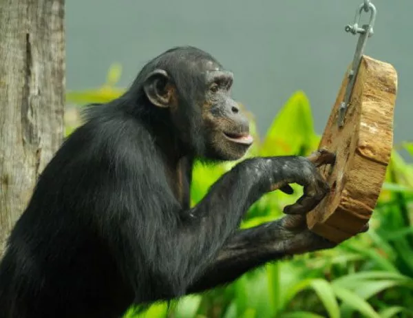 Маймуна, направила си селфи, е обявена за "Личност на годината"