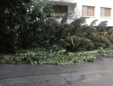 Проверяват за опасни дървета в София