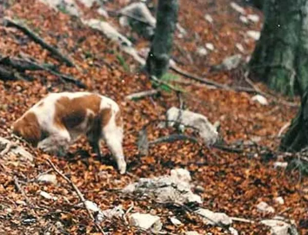Куче за трюфели откри антично сребърно съкровище в Стара планина