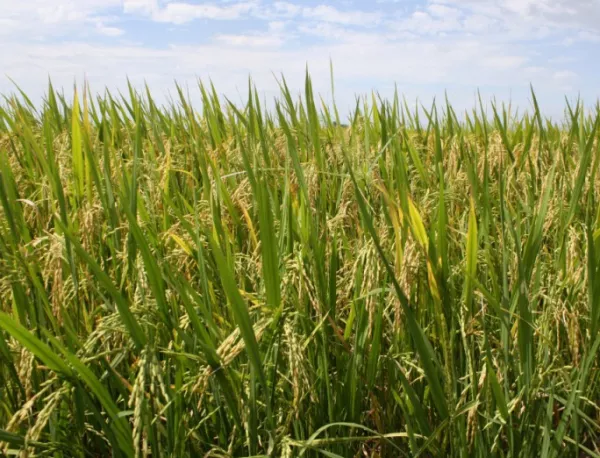 ДФ "Земеделие" дава 250 000 лв. на производителите на ориз