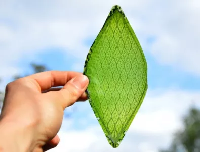 Изкуствено дишащо листо ще произвежда кислород в Космоса