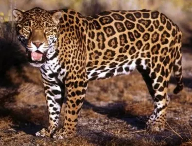 Ловешкият зоопарк не казва истината за ягуара Алонсо